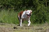 AMSTAFF ADULT 417